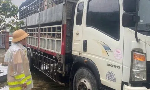 Phát hiện 2 xe tải chở 7,2 tấn heo nghi nhiễm dịch tả heo châu Phi