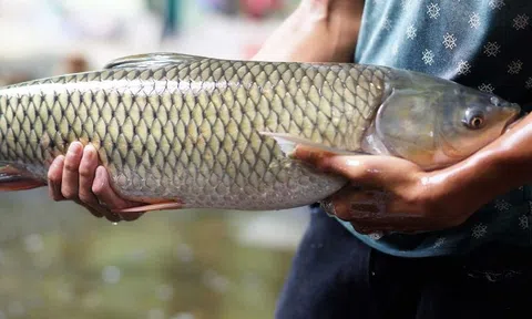 Suy gan cấp, men gan tăng 250 lần chỉ vì ăn 1 bộ phận của cá