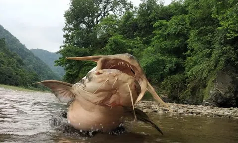 Gặp "thủy quái nước ngọt" dài 1,5m, nặng gần 30kg: Cá thể hiếm tới mức nhiều năm mới trồi lên một lần