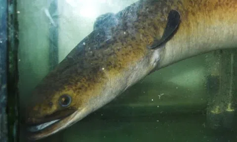 "Thủy quái" dưới lòng sông Đà được ví như "nhân sâm nước", đại gia chi 45 triệu đồng để sở hữu