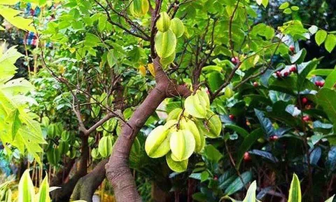 Trong sân mà có 3 cây này thì giữ cho kỹ, chặt đi là mất lộc ngay