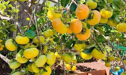 Người xưa dặn: "Phía Đông trồng lựu hốt vàng, phía Tây trồng hồng hốt bạc" - Sự thật là gì?