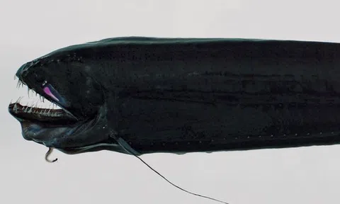 Loài thủy quái đáng sợ nhất hành tinh