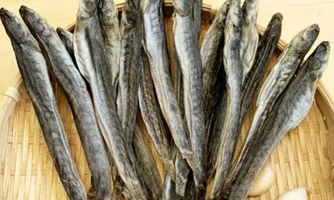 Loại "cá nhà nghèo" ngọt như mì chính, được ví là "sâm nước", giá tới nửa triệu đồng 1kg