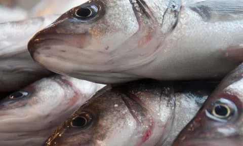 10 mẹo chọn cá tươi người bán không muốn bạn biết