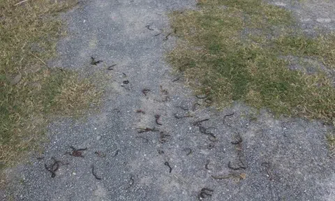 Làm rõ nguyên nhân giun bò lên mặt đất chết hàng loạt ở Quảng Trị