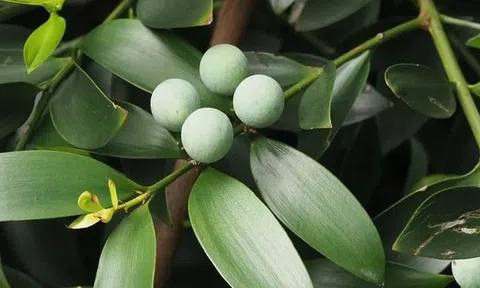 Loại cây “giữ tiền", mang lại bình an: Nhiều nhà trồng mà không biết nó có tác dụng giải độc