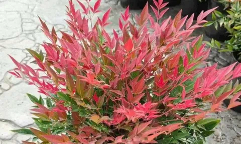 Loài cây phong thủy lúc xanh lúc đỏ: Trồng một chậu trong nhà, may mắn tự ghé cửa