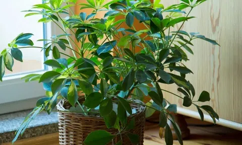 9 loại cây vừa đuổi muỗi hiệu quả, vừa hút tài lộc, sức khỏe gia chủ tốt lên thấy rõ: Nhà nào cũng nên trồng