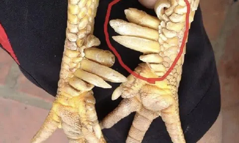 Một loài vật trong truyền thuyết Việt Nam có thật ngoài đời, nay thành đặc sản đắt đỏ