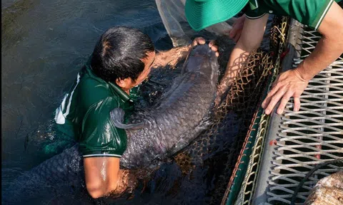 "Quái ngư” có kích thước hiếm gặp dưới lòng hồ nhân tạo lớn nhất Đông Nam Á