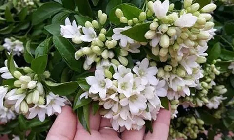 Loài cây quý như vàng, hoa nở suốt 200 ngày, trồng trong nhà là tài lộc kéo đến