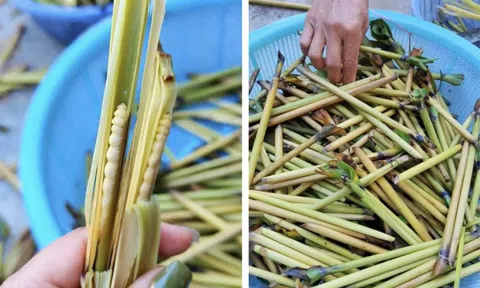 Sinh vật mềm oặt núp trong thân cây: Món đặc sản "đại bổ" lên tới hơn 3 triệu/kg