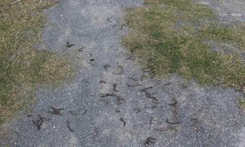 Làm rõ nguyên nhân giun bò lên mặt đất chết hàng loạt ở Quảng Trị