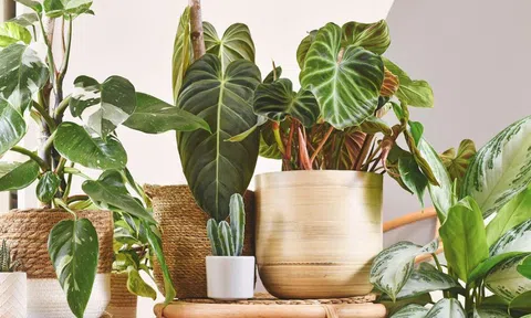 9 loại cây tuyệt đối không nên trồng trong nhà có trẻ nhỏ