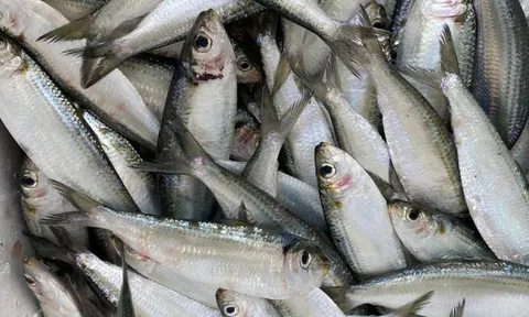 6 loại cá "vô địch" omega-3 bán đầy chợ, càng ăn càng khỏe