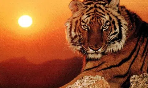 4 con giáp may mắn nhất năm 2026: sự nghiệp thăng hoa, tiền tài viên mãn, quý nhân sẵn lòng phù trợ