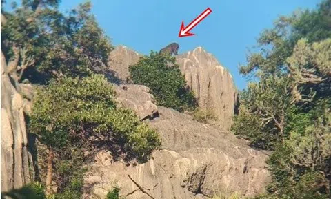 Kiểm lâm bất ngờ phát hiện loài vật cổ xưa trên sườn núi, người dân không khỏi xôn xao