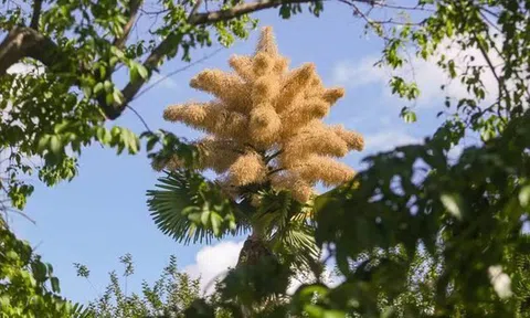 Loài cây hiếm bậc nhất hành tinh nở ra 25 triệu bông hoa 1 lần duy nhất sau 70 năm, cả thế giới ngước nhìn choáng ngợp