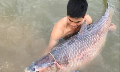 "Kho báu sống" dưới lòng sông Đà, mỗi lần xuất hiện đều gây xôn xao