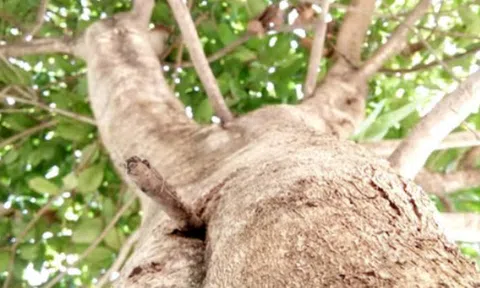 Nhà có 4 loại cây cảnh này may mắn kéo dài, hút đầy tài lộc phú quý, bảo sao người giàu thích mê