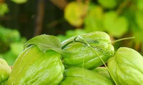 Đến mùa đông là phải ăn loại rau được cho là chứa lượng selen ‘gấp 50 lần hành tây’, chị em đổ xô mua vì nhiều lợi ích không ngờ