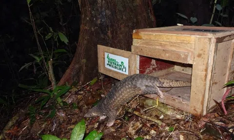 Lần đầu tiên trên thế giới: Người Việt đưa công nghệ bậc nhất vào nơi hẻo lánh để bảo vệ "xuyên sơn giáp"