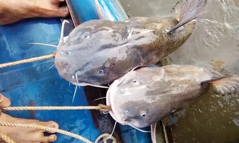 "Quái ngư" im lìm dưới lòng sông Lô: Thuộc "Ngũ quý hà thủy", bảo vật từng tiến vua