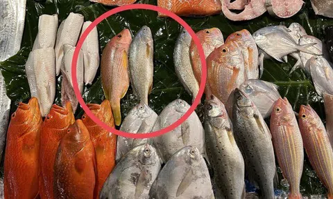 3 loại cá đầy ký sinh trùng người bán chẳng bao giờ ăn