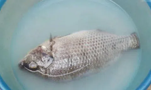 Sai lầm khi rửa cá khiến cá tanh ngắt, bở nát, nấu kiểu gì cũng mất vị