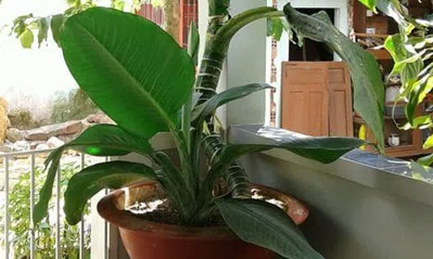 Loài cây nghe tên đã biết có lộc, trồng 1 chậu quý như sở hữu 5 két vàng