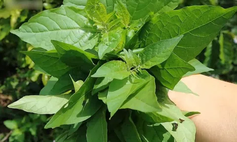 Loại rau dại xưa mọc đầy đường, nay thành đặc sản "bổ như sâm", có tiền chưa chắc mua được