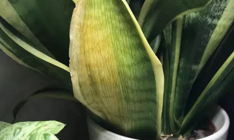 Việt Nam có loại cây được ví như "máy lọc khí độc": NASA khuyên trồng, không cần chăm kỹ, đặt đâu cũng hợp