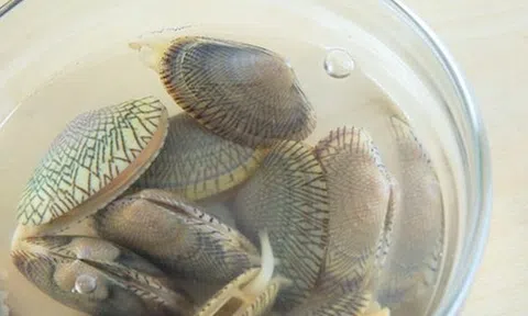 Tại sao ngao ốc đã nhả hết cát nên chờ thêm 30 phút rồi mới nấu?