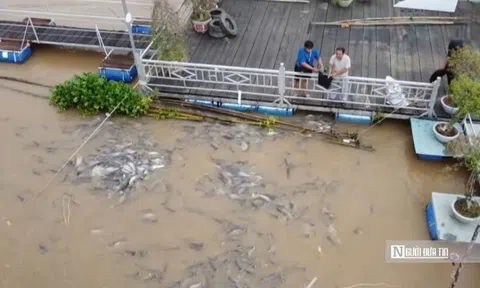 Chuyện lạ Đồng Tháp: Cá kéo về “xin ăn”, người dân nuôi như… thú cưng