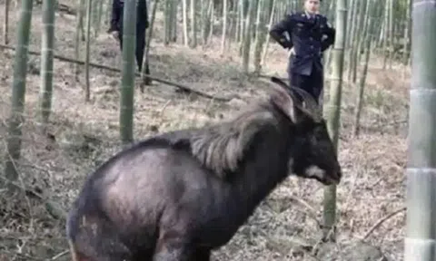 Phát hiện sinh vật đen sì kỳ lạ trên núi, người dân liền báo cảnh sát phong tỏa cả ngôi làng