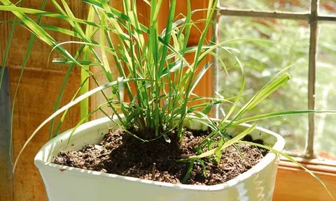 5 loại cây đuổi muỗi, ruồi, gián hiệu quả, lại dễ trồng, không tốn diện tích: Nhà nào cũng nên có ít nhất 1 cây