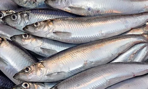 Cá hồi chỉ đứng thứ 3 trong bảng xếp hạng omega 3, loại cá bình dân bán đầy chợ Việt mới là "trùm cuối"