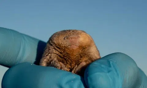 Đưa chó săn vào cuộc, chuyên gia không ngờ lại tìm thấy loài vật từng bị tuyên bố tuyệt chủng gần 90 năm