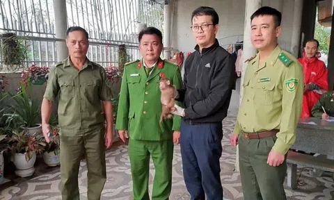 Phát hiện hai cá thể khỉ quý hiếm đi lạc, người dân chủ động giao nộp