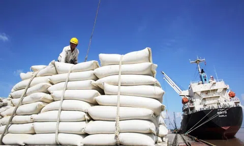 Xuất khẩu gạo: Tìm dư địa tăng trưởng từ các FTA và thị trường mới