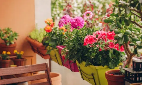 4 loại cây không bao giờ nên trồng ở ban công dù đẹp đến mấy