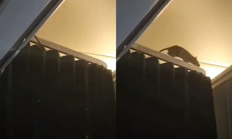 Chuột chạy loạn trong khoang máy bay, hơn 250 hành khách hoảng loạn mắc kẹt