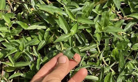 Loại rau mọc đầy ruộng giúp hạ sốt, lợi tiểu, hỗ trợ viêm nhiễm