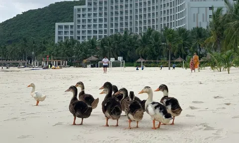 Tình hình hiện tại của đàn vịt dạt vào resort của ông Phạm Nhật Vượng: 6.000 lượt bình luận khiến Vinpearl Nha Trang phải căng não
