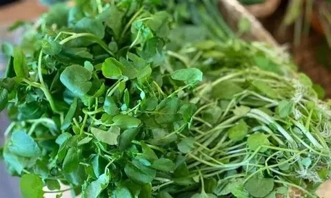 4 loại rau dân dã ở Việt Nam được ví bổ như sâm