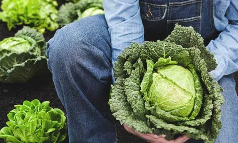 Năm 2026 sẽ là năm của bắp cải: Từ mâm cơm quê đến bàn ăn hiện đại - vì sao bắp cải đang được yêu thích trở lại?