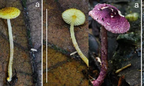 Phát hiện "sinh vật độc" chưa từng có trong rừng Cát Bà