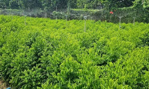 Loại rau Việt từng được trồng làm hàng rào nay thành “cây tiền tỷ”: Ngọt như mì chính, bổ ngang sâm