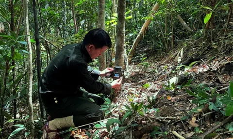 Phát hiện 1 loài cực kỳ quý hiếm, tưởng đã biến mất khỏi lãnh thổ Việt Nam: Sử dụng công nghệ cao, quy mô lớn chưa từng có